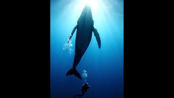 妈妈的女儿在线观看完整版中字 - 深蓝星球：探索海洋深处的未知世界
